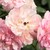 Różowy  - Róża pnąca climber - Belle de Sardaigne